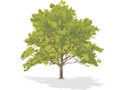 Chemically Dependent Trees Service