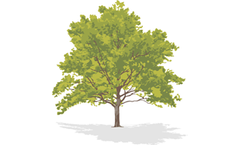 Chemically Dependent Trees Service