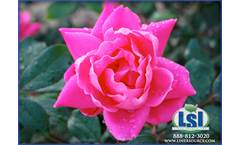 Knockout Rose - Double Pink