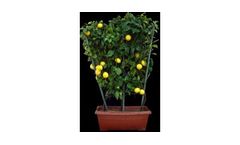 Ornamental Citrus Plants