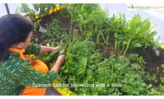 Harvesting Vegetables - Video