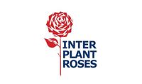Interplant Roses