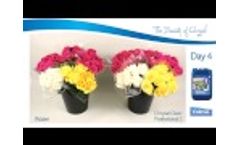 Chrysal Products for Roses at Grower, Retailer and Consumer Video
