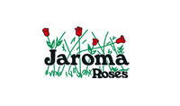 JAROMA ROSES