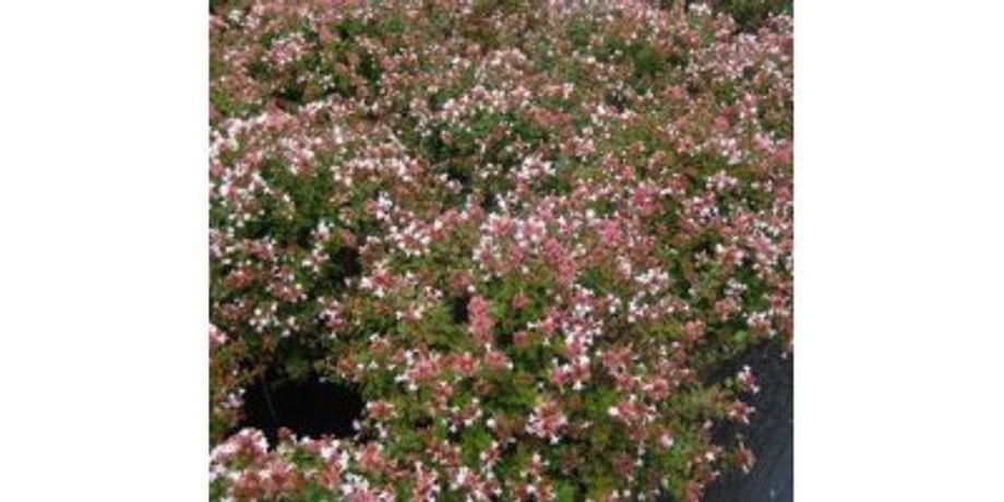 Abelia x Grandiflora `Rose Creek`