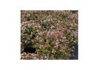 Abelia x Grandiflora `Rose Creek`