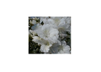 Delaware Valley White Mucronatum