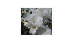 Delaware Valley White Mucronatum