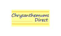 Chrysanthemums Direct 