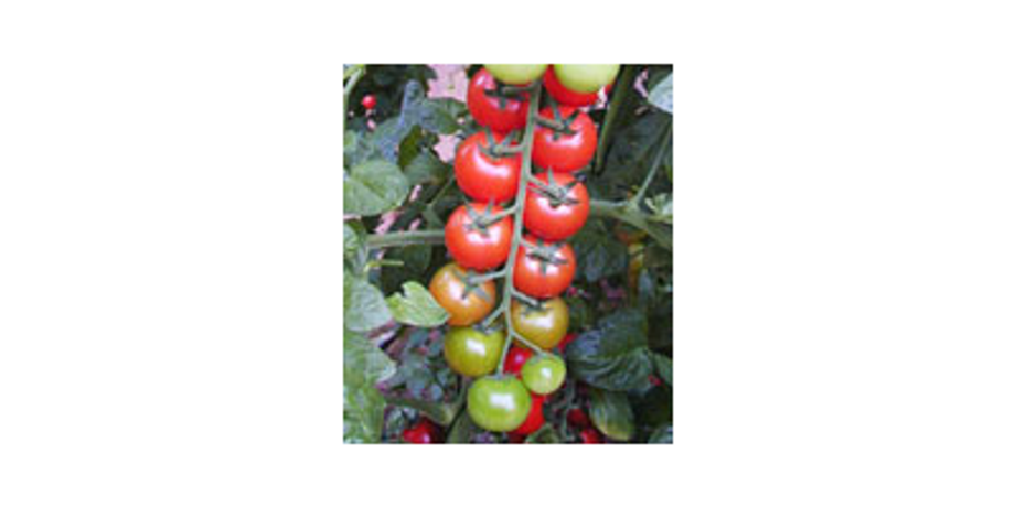Model Ofir-628 - Cherry Tomato