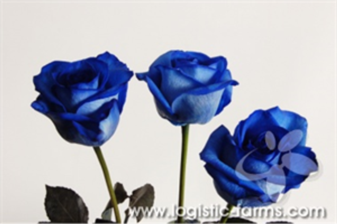 Blue Rose Tinted