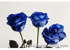 Blue Rose Tinted
