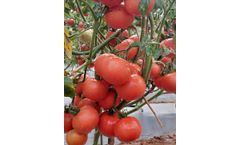 Model Indam 14301 - Tomato