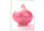 Onion Lalima Seeds