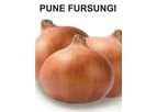 Onion Pune Fursungi Seeds