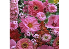 Pink Flowers Seeds