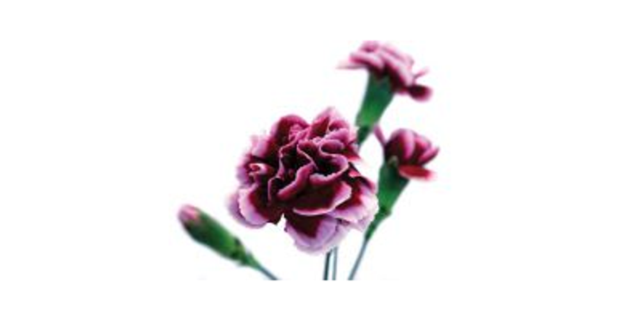 Tango - Mini Carnations