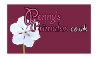 Penny’s Primulas