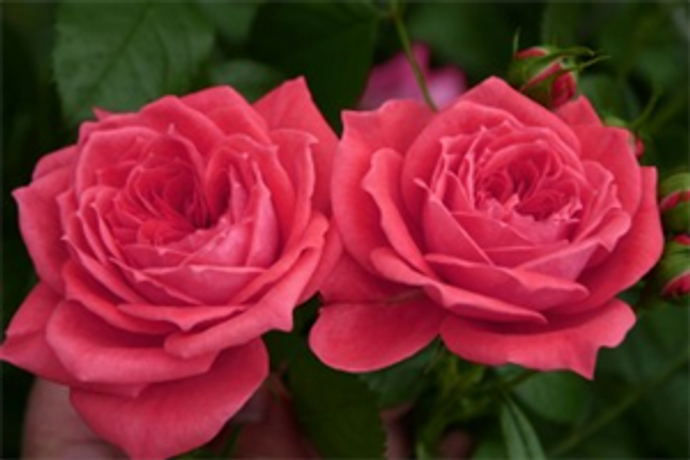 Jolie Veranda - Roses