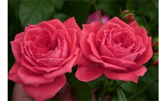 Jolie Veranda - Roses