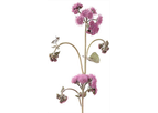 Ageratum, Floss Flower (Ageratum Houstonianum)