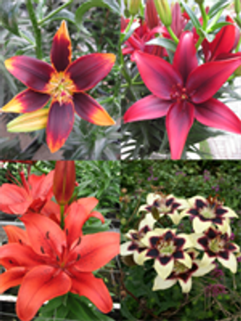 Asiatic Lily Collection (Pack of 12 Bulbs)