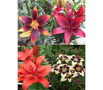 Asiatic Lily Collection (Pack of 12 Bulbs)