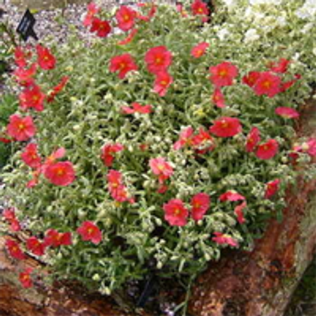 Helianthemum Beechpark Red