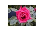 Rose Wendy Cussons - Fragrant Hybrid Tea Rose