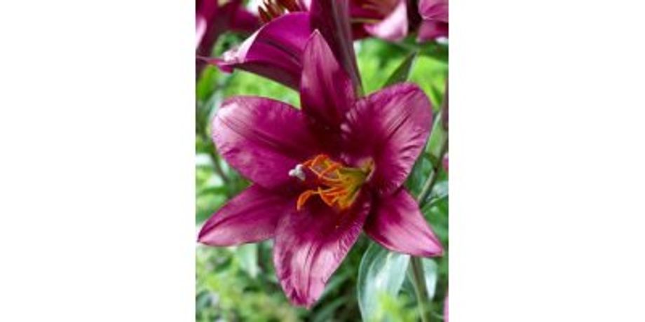 Purple Prince - Trumpet Lily