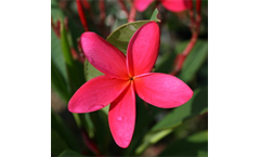 Frangipani Red (Common Name – Red Frangipani)