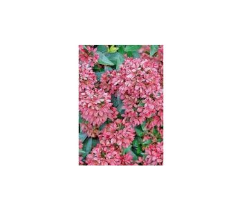 Abelia Raspberry Profusion (Abelia)