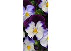 Pansy Spreading Violet Wing