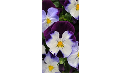 Pansy Spreading Violet Wing