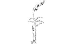 Orchid Care - Dendrobium
