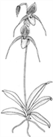 Orchid Care - Paphiopedilum