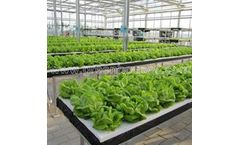 Hydroponic Greenhouse Systems