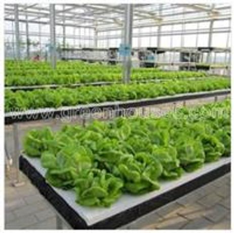 Commercial Hydroponic System for Plastic Vegetable Growing Greenhouse