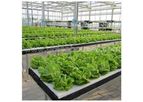 Commercial Hydroponic System for Plastic Vegetable Growing Greenhouse