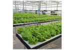 Commercial Hydroponic System for Plastic Vegetable Growing Greenhouse
