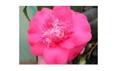 Camellia japonica `Betty Sheffield`