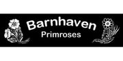 Barnhaven Primroses