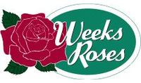 Weeks Roses