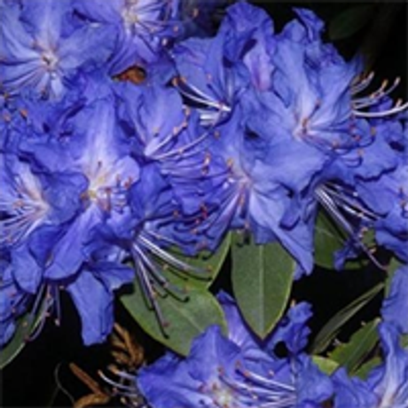Blue Baron Rhododendron