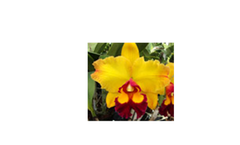 Cattleya Hybrids & Clones - Yellows