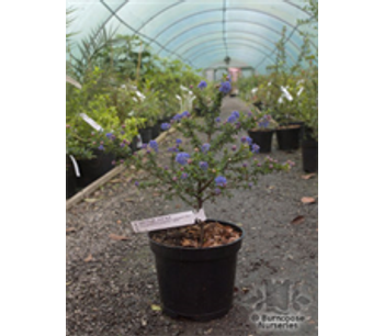 California Lilac or Redroot