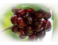 Retractable Rovero Rain canopy protects cherries from precipitation and birds - Case Study