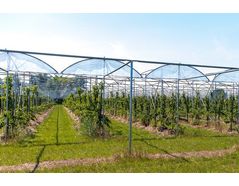Retractable Rovero Rain canopy protects cherries from precipitation and birds - Case Study