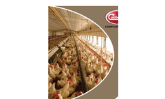 Cumberland - Breeder Pullet Pan Feeding - Brochure