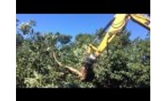 Excavator Shear TG250ER Tigercut in Avocado Orchard Video